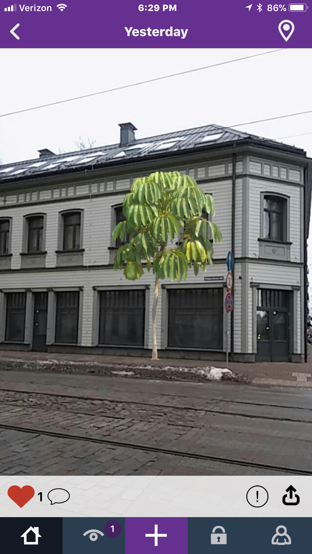 banana tree in Riga